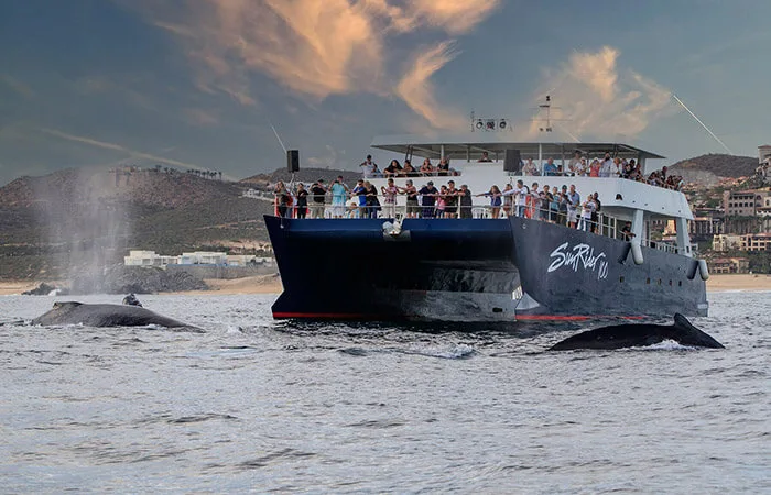 Catamaran avec des passagers, baleines sautant et soufflant à proximité