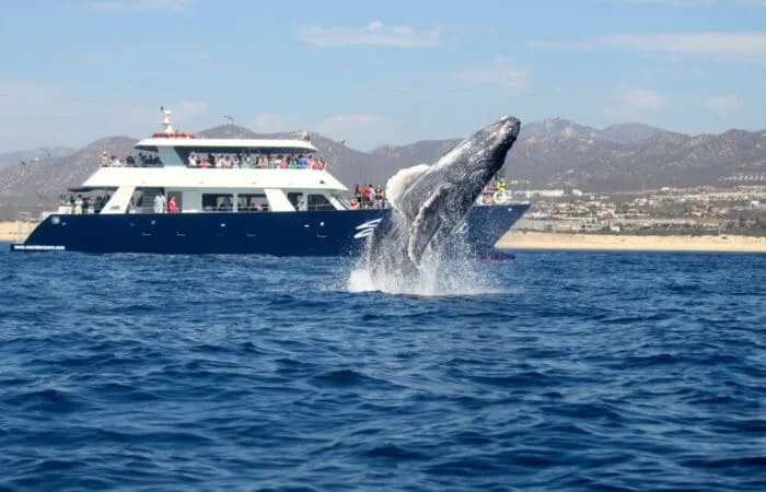 Baleine bondissant hors de l'eau près d'un bateau de passagers
