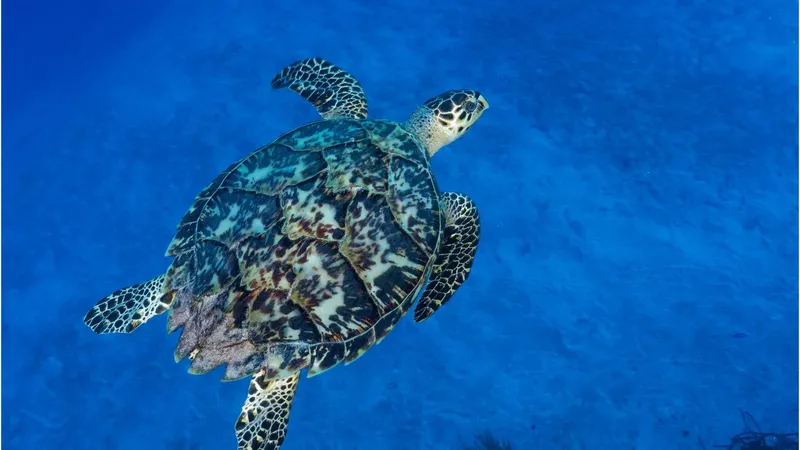 Tortue marine nageant paisiblement dans l'eau bleue, vue d'en haut