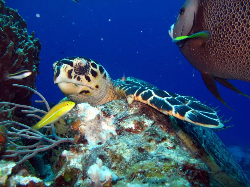 Tortue marine nageant paisiblement au milieu des coraux et des poissons