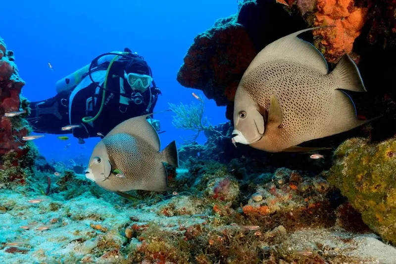 Plongeur et poissons papillons évoluent dans un récif corallien ensoleillé