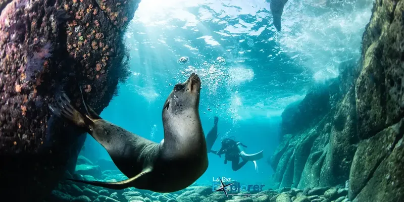 Otarie curieuse nageant avec un plongeur dans un environnement rocheux