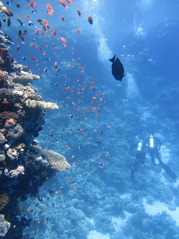 Plongée sous-marine avec des poissons colorés et deux plongeurs en exploration
