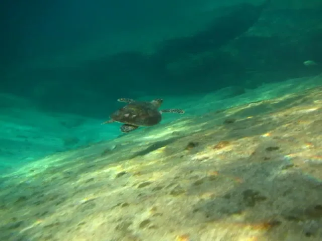 Tortue marine nageant au-dessus d'un fond sablonneux dans l'eau turquoise