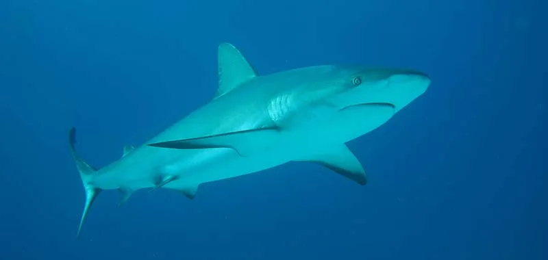 Requin de récif à pointes blanches nageant dans l'eau bleue