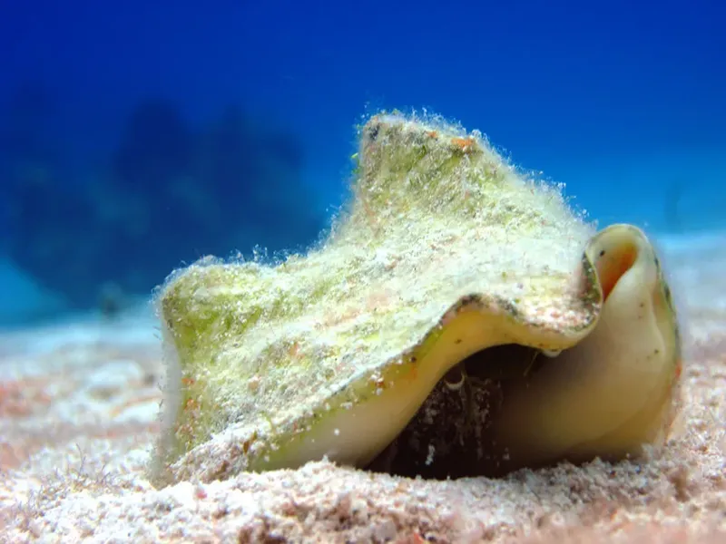 Coquillage partiellement enfoui dans le sable au fond de la mer