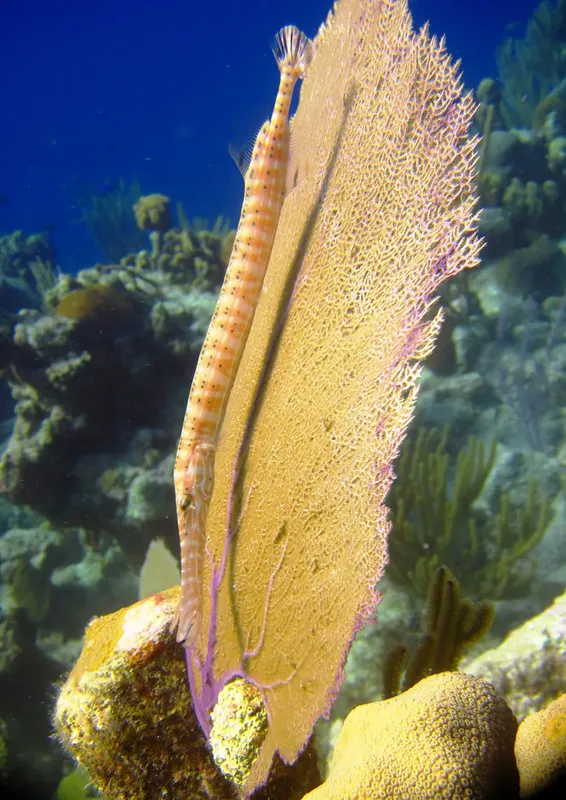 Un poisson trompette se camoufle près d'un gorgone sur un récif corallien