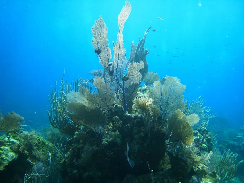 Coraux gorgones et autres formations coralliennes sous l'eau bleue