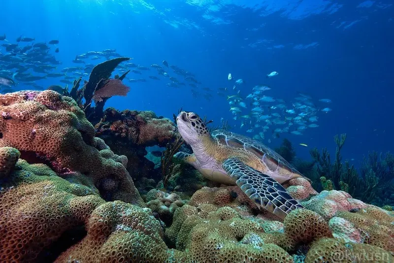 Tortue marine nageant au milieu des coraux et d'un banc de poissons