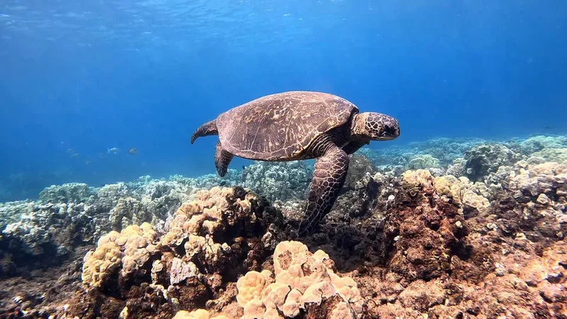 Tortue marine nageant au-dessus d'un récif corallien ensoleillé