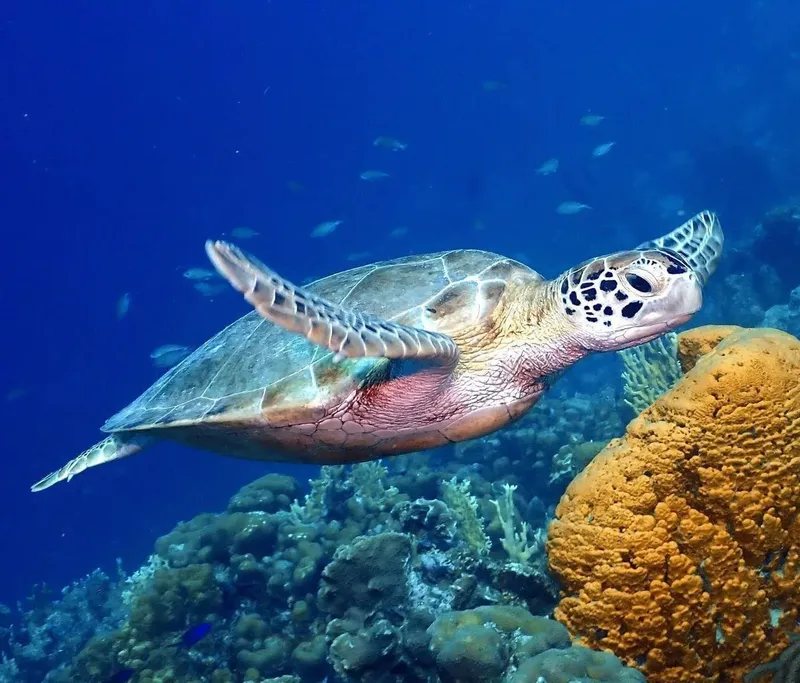 Tortue marine nageant paisiblement au milieu des coraux et des poissons