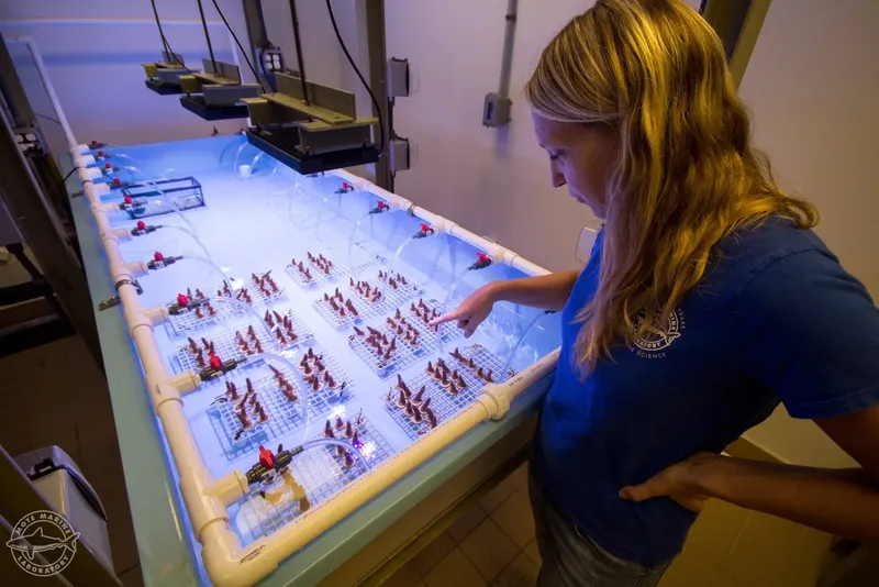 Une femme observe des coraux dans un aquarium éclairé artificiellement