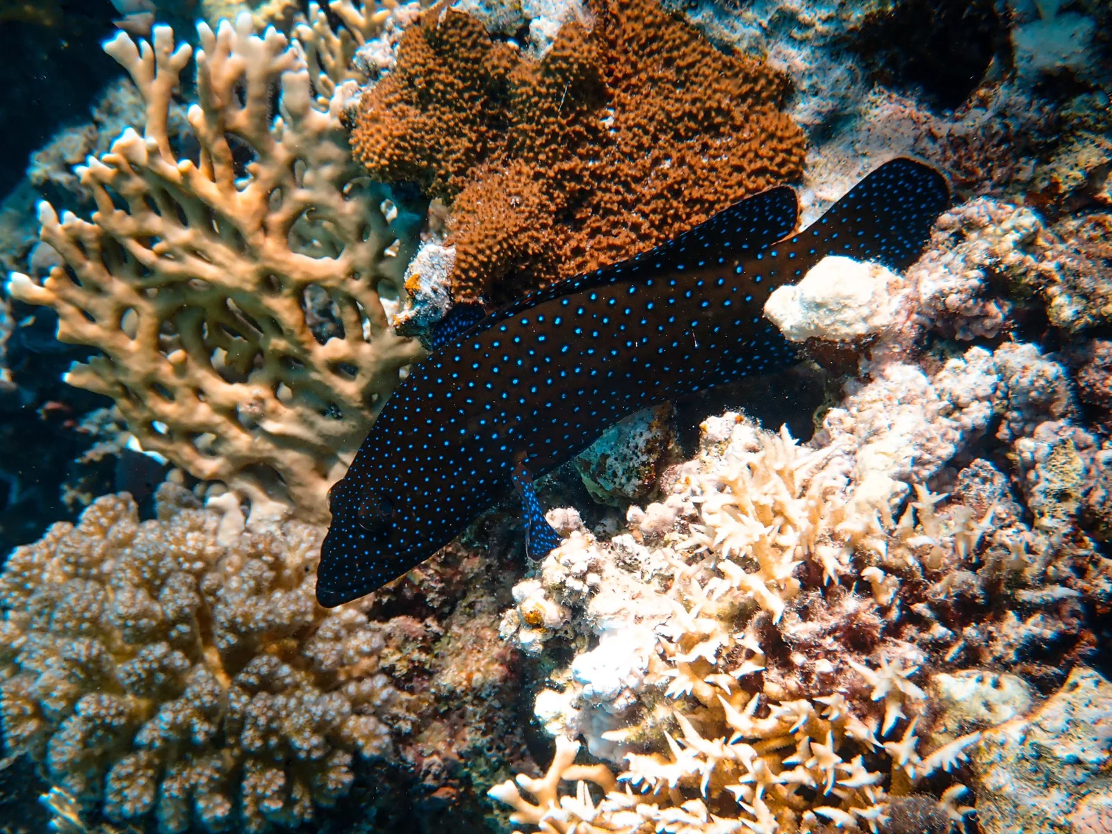 Poisson noir tacheté de bleu reposant sur un récif corallien coloré
