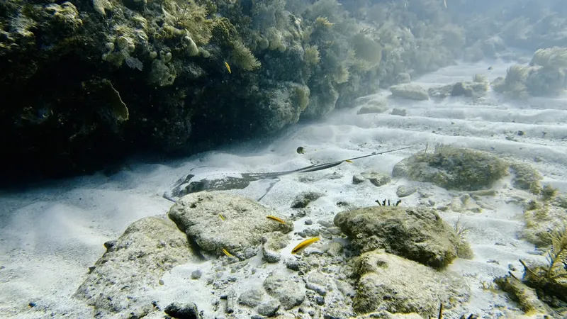 Fond marin rocheux avec quelques poissons jaunes et une murène