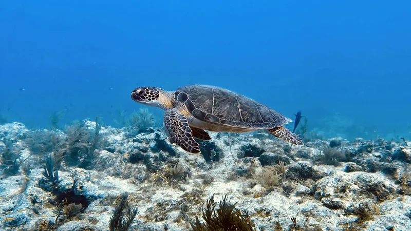 Tortue marine nageant paisiblement au-dessus d'un fond marin rocheux et corallien