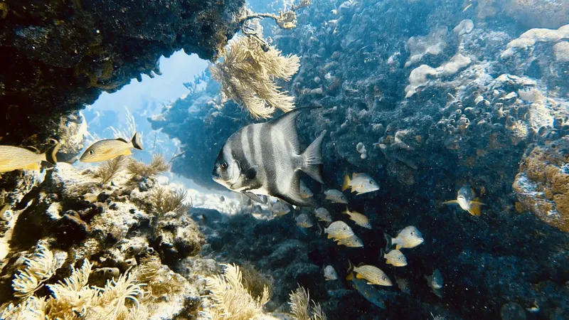 Banc de poissons tropicaux nageant autour d'un récif corallien coloré
