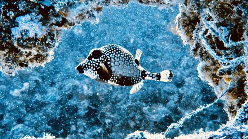 Poisson-ballon tacheté nageant au-dessus d'un fond rocheux bleu clair
