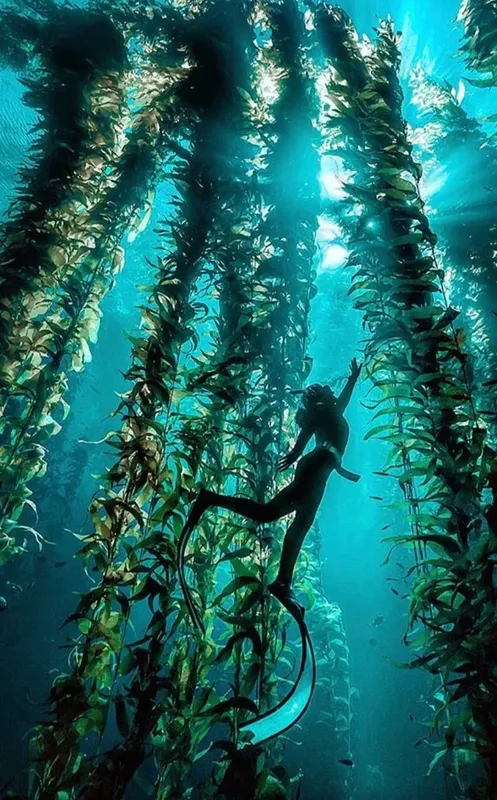 Apnée dans une forêt sous-marine de kelp, nageuse et́rée
