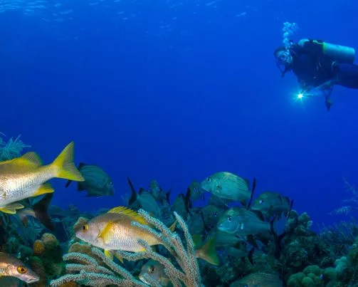 Plongeur et banc de poissons tropicaux dans une eau bleue claire