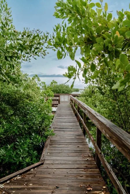 Passerelle en bois bordée de végétation luxuriante menant vers l'eau