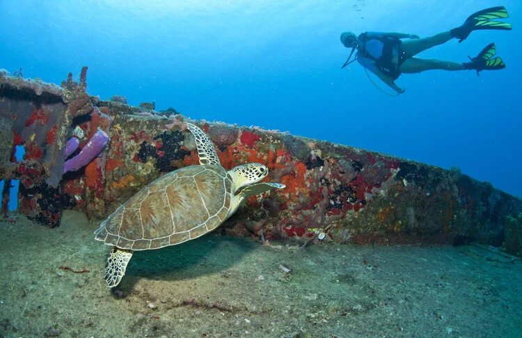 Tortue marine nageant près d'une épave avec un plongeur en arrière-plan