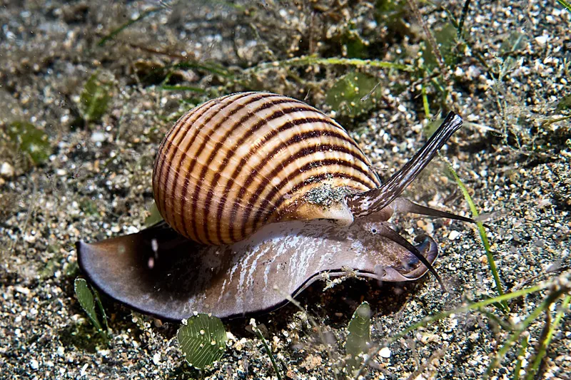 Un escargot de mer rayé se déplace sur le fond sablonneux