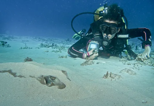 Plongeuse observant une raie camouflée dans le sable sous-marin