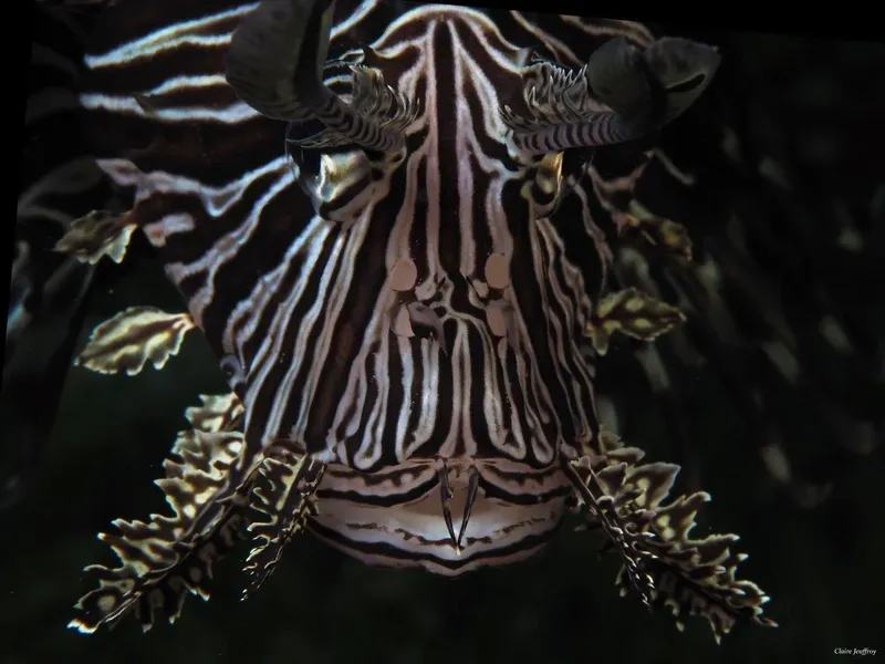 Nudibranche rayée noire et blanche, détails de ses rhinophores et branchies