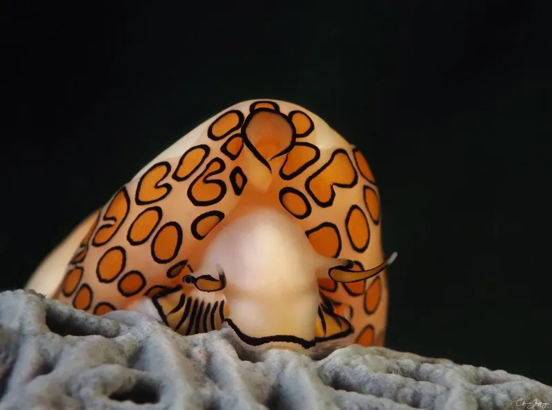 Nudibranche colorée sur corail, photographie sous-marine détaillée et lumineuse