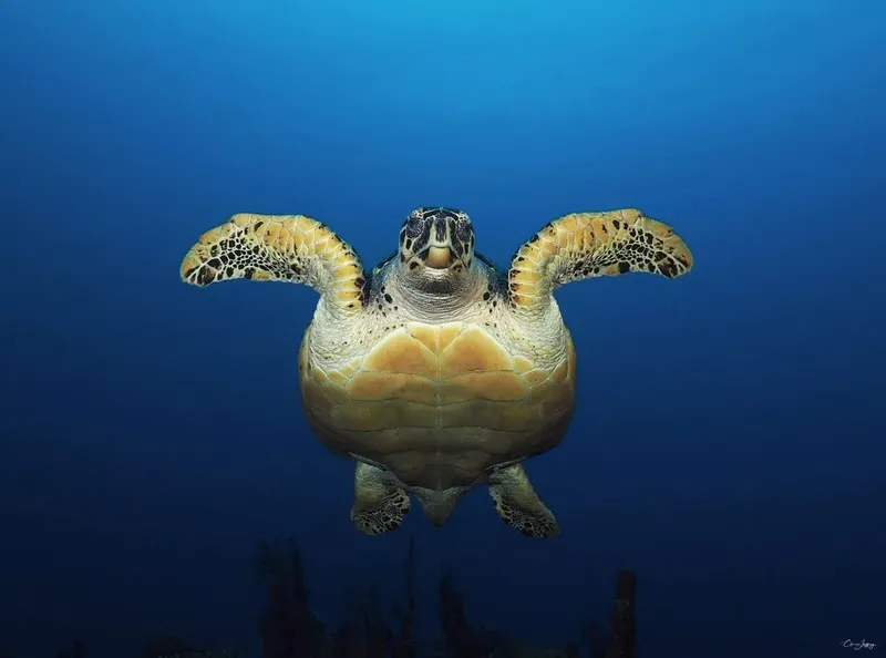 Tortue marine nageant paisiblement dans l'eau bleue profonde