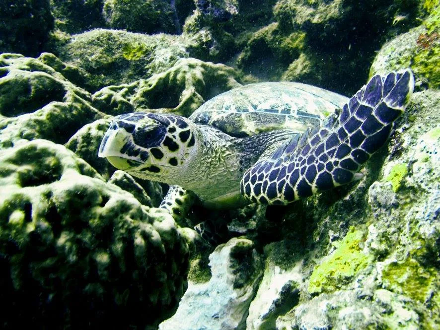 Tortue marine nageant près d'un récifal corallien vert et rocheux