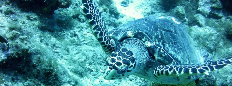 Tortue marine nageant paisiblement dans une eau claire et turquoise
