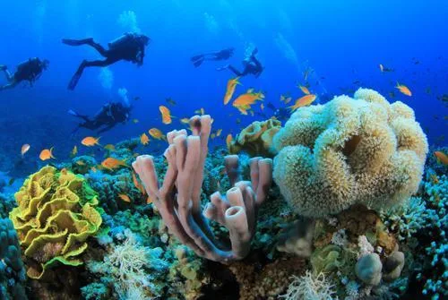 Plongeurs explorent un récif corallien coloré avec de nombreux poissons