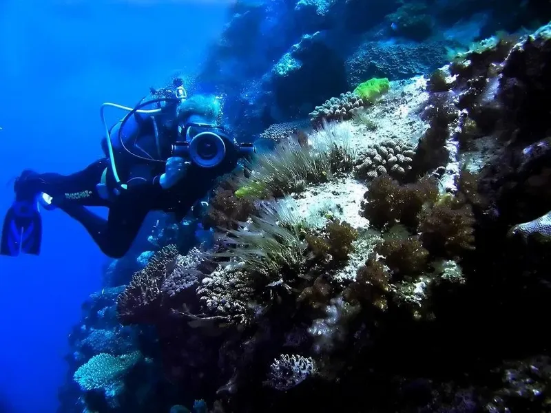 Plongeur explorant un récif corallien bleu et luxuriant sous-marin