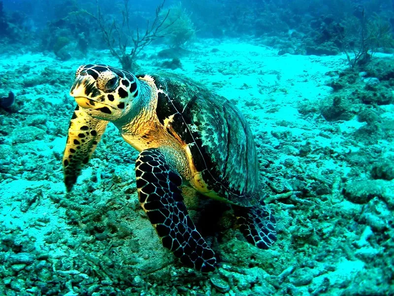Tortue marine nageant au-dessus d'un fond sableux et rocheux en mer