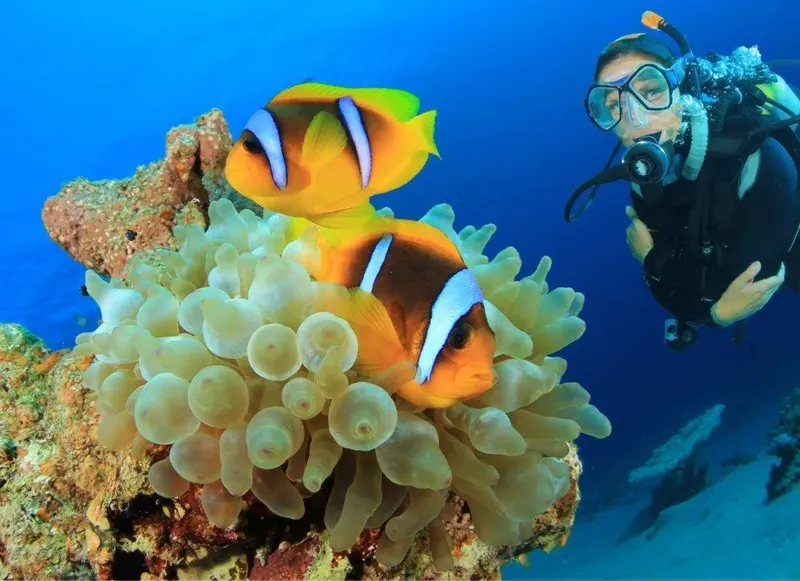 Plongeur observant deux poissons-clowns dans une anémone de mer