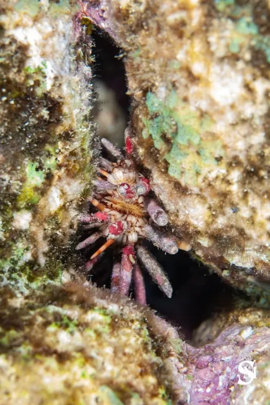 Petit crabe caché dans une anfractuosité rocheuse sous-marine colorée