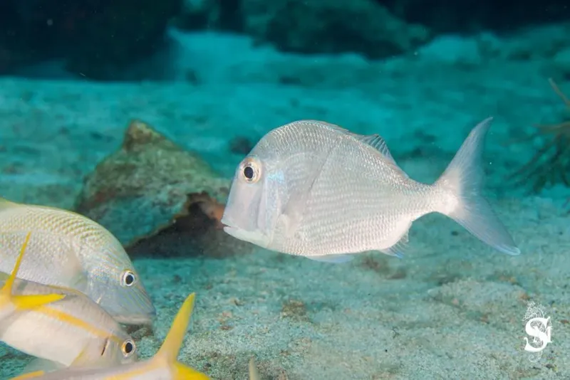 Poissons blancs et jaunes nagent sur fond sableux clair