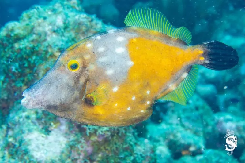 Poisson-coffre jaune et gris nageant près d'un récifal corallien