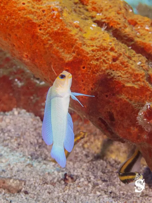 Petit poisson blanc et bleu nageant près d'un corail orange