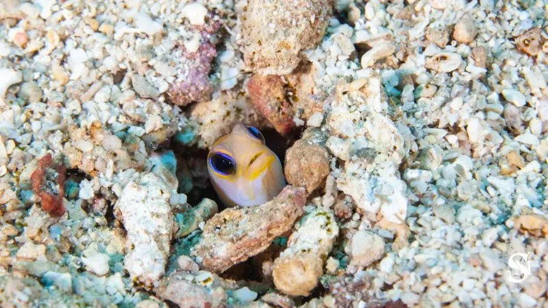 Petit poisson jaune et blanc caché dans un récif corallien
