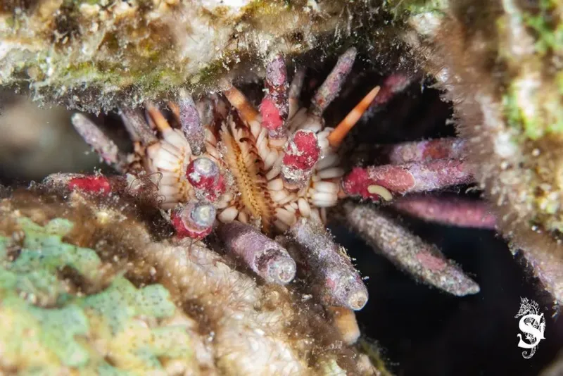 Étoile de mer rouge et blanche cachée dans les rochers sous-marins