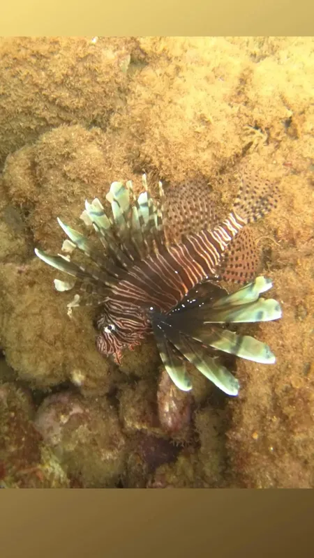 Poisson-lion rayé et épineux sur un fond rocheux marin