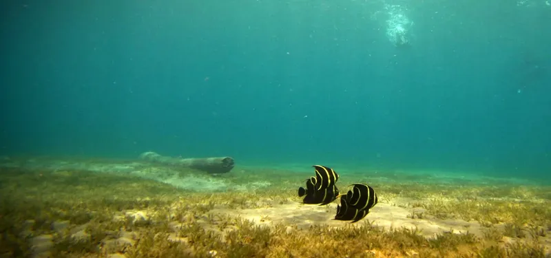 Trois poissons-papillons noirs et blancs sur fond de posidonies marines