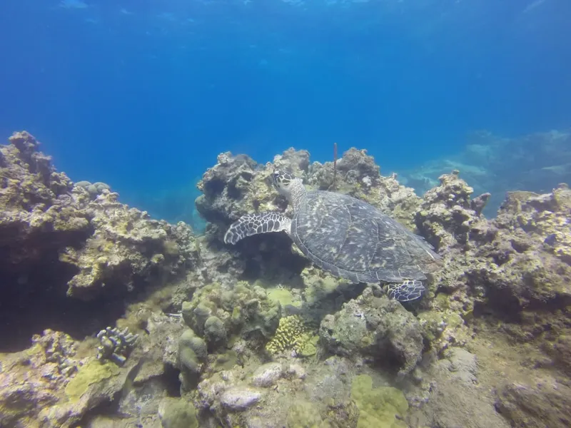 Tortue marine nageant au milieu des coraux et de la vie sous-marine