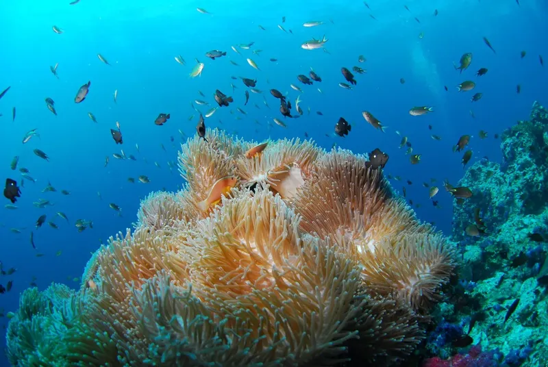 Anémone de mer abritant des poissons clowns dans un récif corallien
