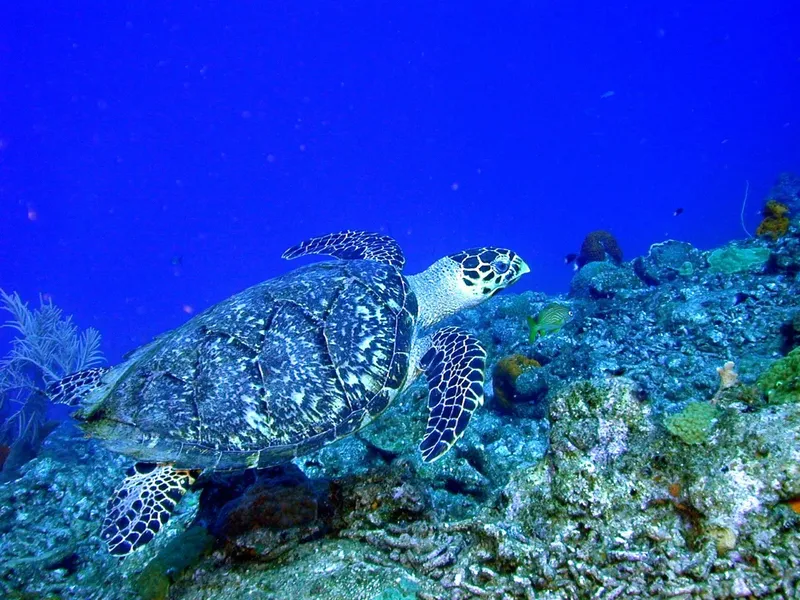 Tortue marine nageant paisiblement au milieu des coraux et poissons
