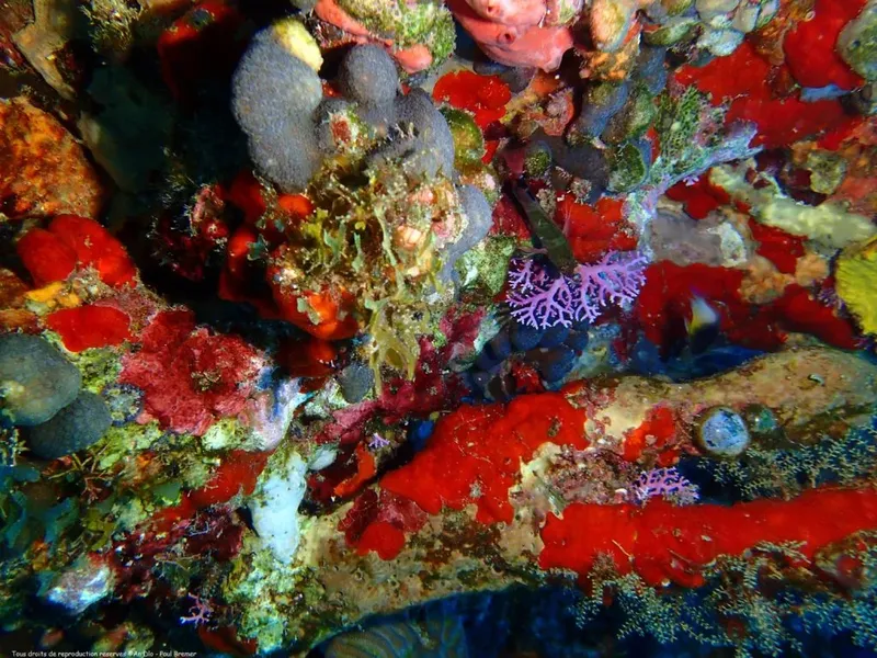 Fond marin coloré avec éponges, gorgones et autres organismes