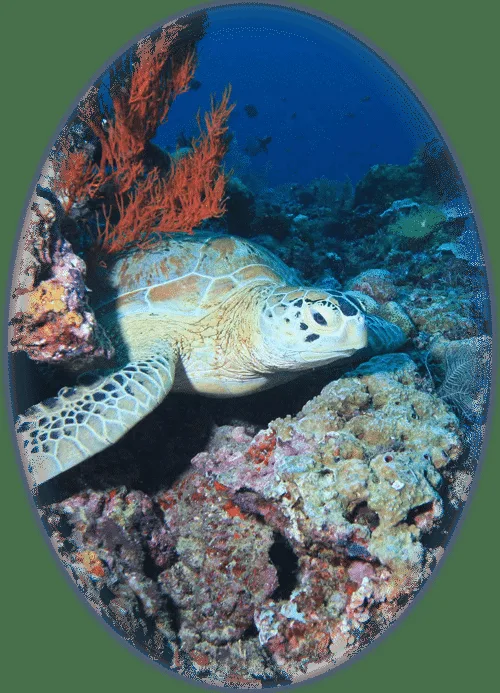 Tortue marine nageant paisiblement au milieu d'un récif corallien coloré