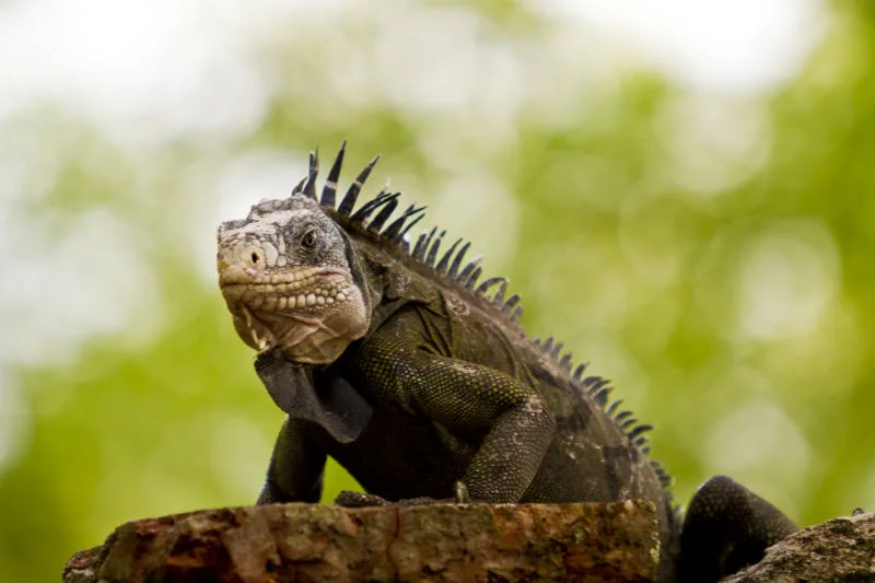 Gros plan d'un iguane gris sur une roche avec un flou d'arriere-plan